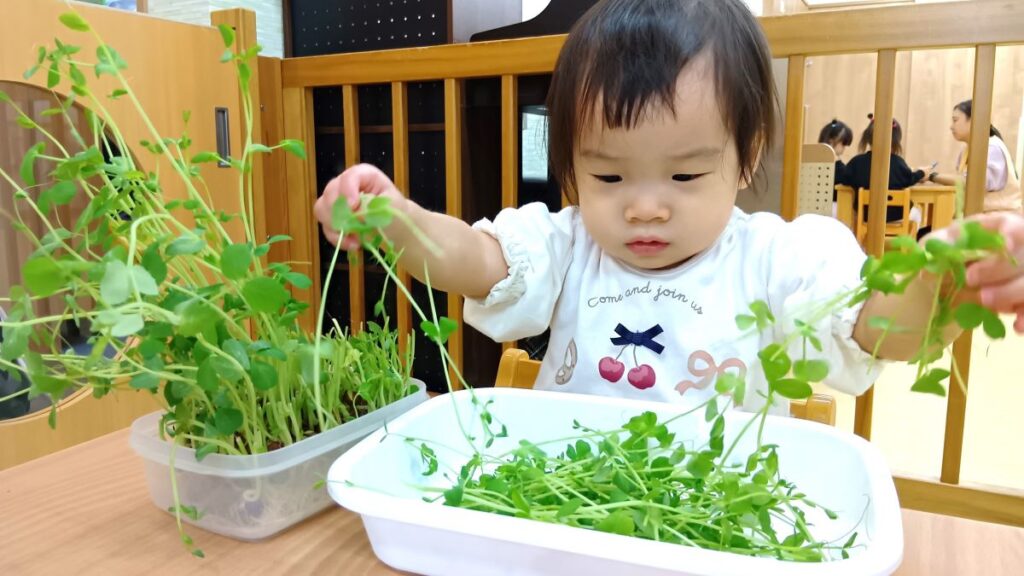 小さな手でお手伝い